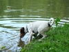 albi-kozel-2009-044