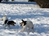 09-sraz-v-grebovce-brandy-angie-albi-a-archie-1