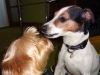 chico-01-2012-005