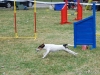 120331_07_nicon_449_cb-agility