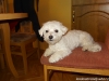 vanoce-2011-002