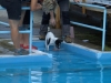 03-WaterDogs-09-2012-1