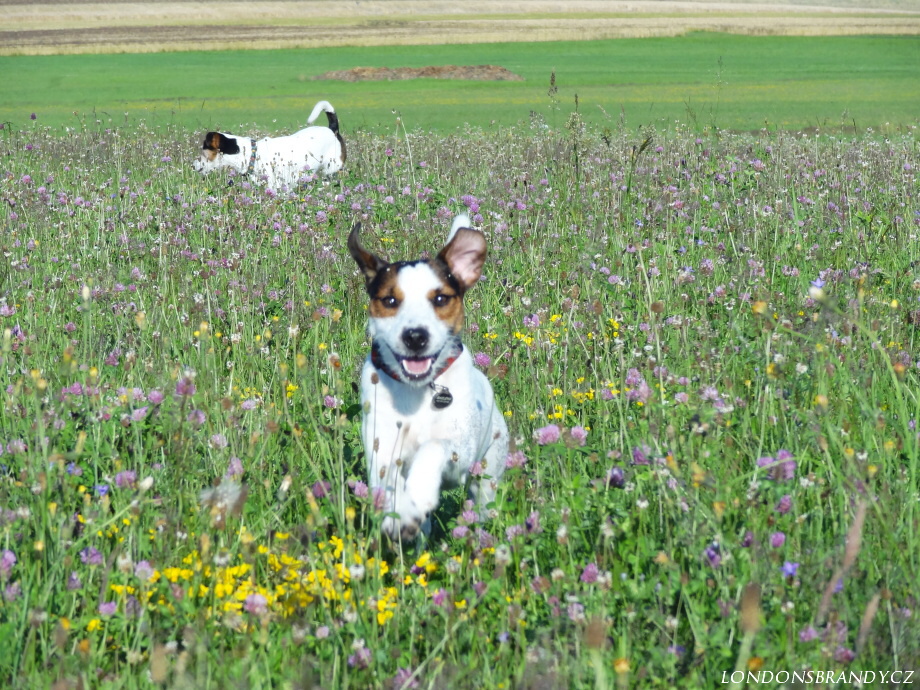 Agility-tabor-Nove-hrady-2014 027