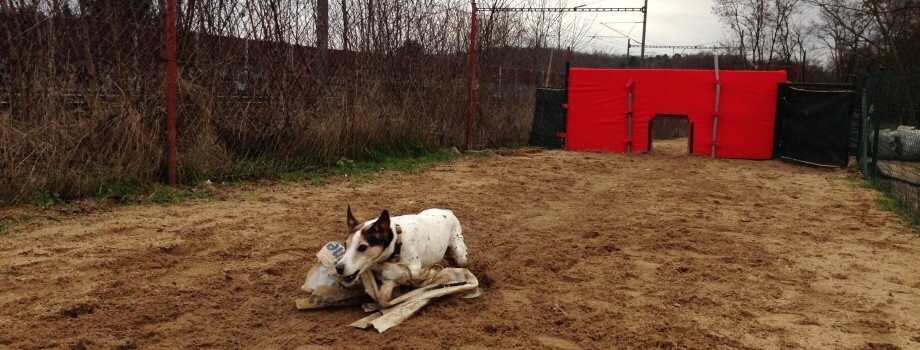 PRVNÍ DOG RACINGOVÝ TRÉNINK