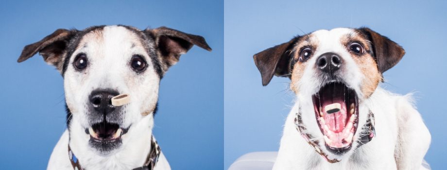 FOR PETS 2017