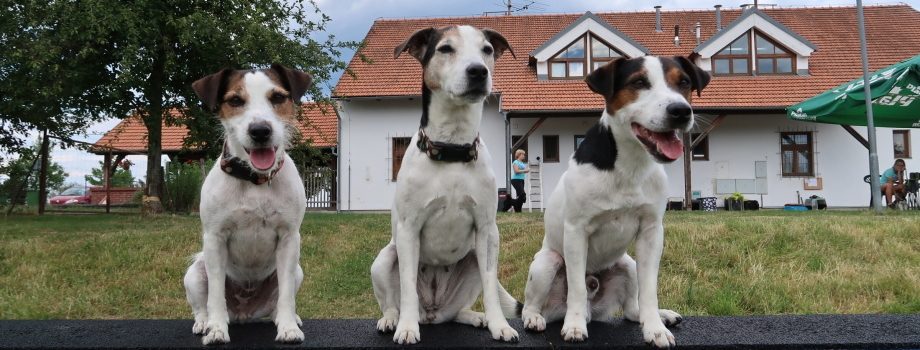 AGILITY TÁBOR NOVÉ HRADY 2017