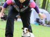 BaileysFlyball2014MarekRuss1