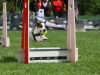 BaileysFlyball2014MarekRuss2