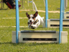 BaileysFlyball2015JacekMuniak