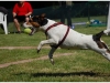 Flyball-001