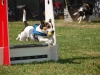 Flyball-005