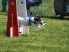 Flyball-007