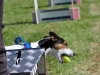 Flyball-009