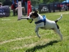 Flyball-010