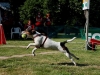 Flyball-012