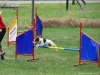 agility-tabor-nove-hrady-2014-150