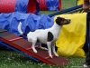 agility-tabor-nove-hrady-2014-416