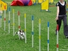 agility-tabor-nove-hrady-2014-661