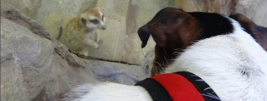 ZOO PRAHA 2016